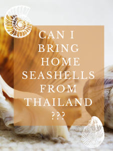 can-i-bring-home-seashells-from-the-beach-in-thailand